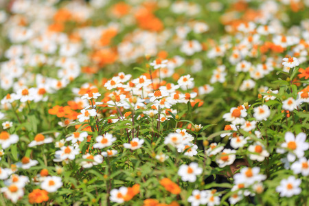 field of daisy flowers.の写真素材