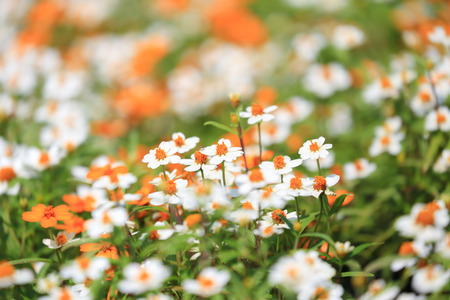 field of daisy flowers.の写真素材
