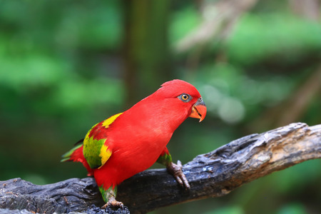Chattering Lory resting on a twig.