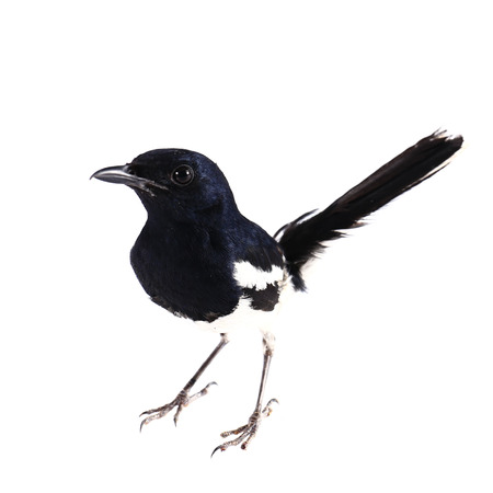 Side view of a Common Magpie, Pica pica, isolated on white.