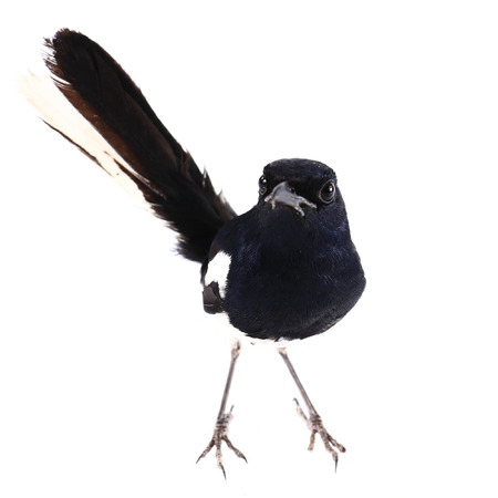 Side view of a Common Magpie, Pica pica, isolated on white.の写真素材