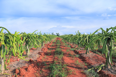 dragon fruit tree  in field.の写真素材