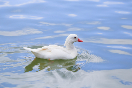 Swimming white duck on sunny day. Swimming white duck on sunny day.