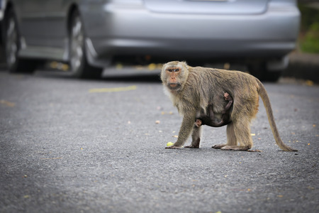 monkey family.の写真素材