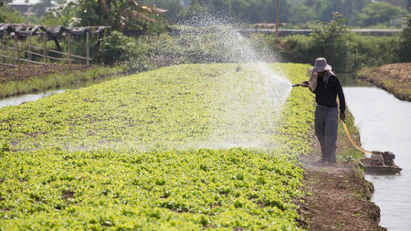 Vegetable gardeners are watering.の写真素材