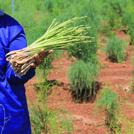 green asparagus on hand in field.の写真素材