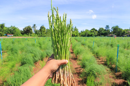 green asparagus on hand in field.の写真素材