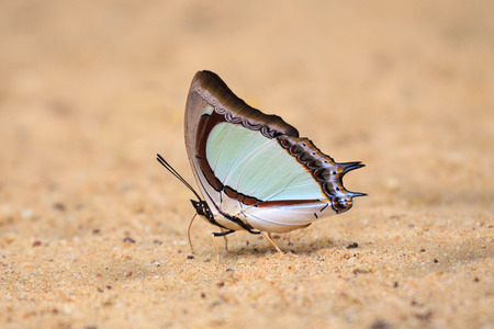 colorful butterfly is standing on the groundの写真素材