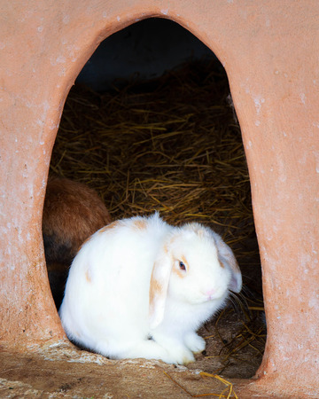 adorable young white bunny rabbit.の写真素材