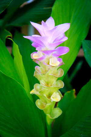 Thai pink tulip の写真素材