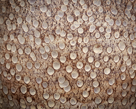 Patterns on Pottery.の写真素材