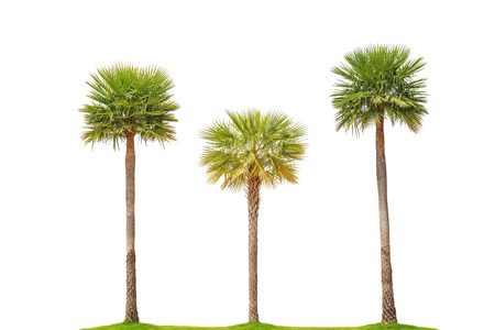 palm trees isolated on white background.の写真素材
