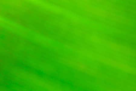 Closeup texture of a green leaf background.の写真素材