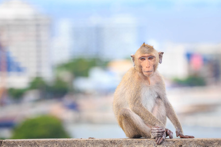 Monkey (crab-eating macaque) Asia Thailand.の写真素材