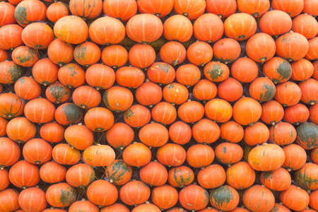 Autumn scene with pumpkins in garden.の写真素材