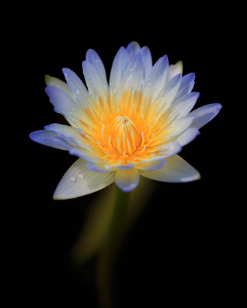 Water lily isolated on dark water.の写真素材