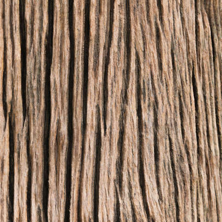 texture of the plank wood.の写真素材