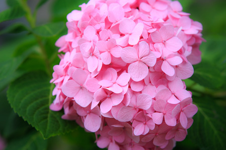 Hydrangea common names hydrangea or hortensia (Hydrangea macrophylla).