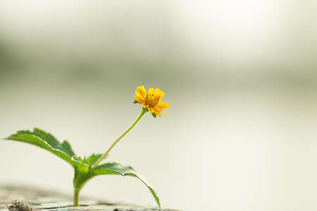 Small yellow flowers on old wooden.の写真素材