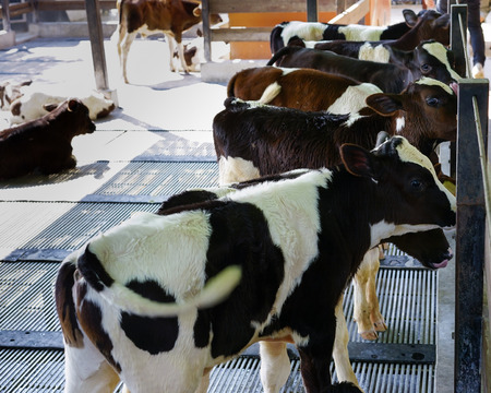 Group of identical calves standing together in farm.の写真素材