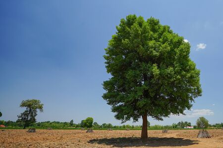 Irvingia malayana also known as Wild Almond, tropical tree in the northeast of Thailand.の写真素材