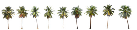 Difference of coconut tree isolated on whiteの写真素材