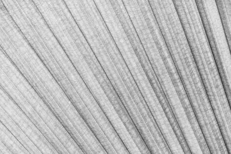 black and white close up of a palm tree leafの写真素材