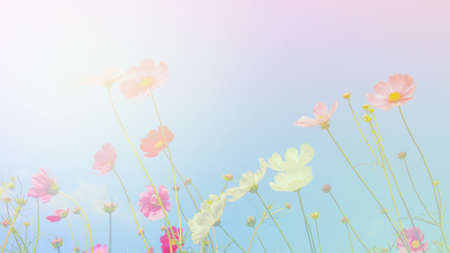 Beautiful cosmos flowers and Blue sky.の写真素材