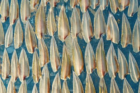 Dried fish on the net.の写真素材