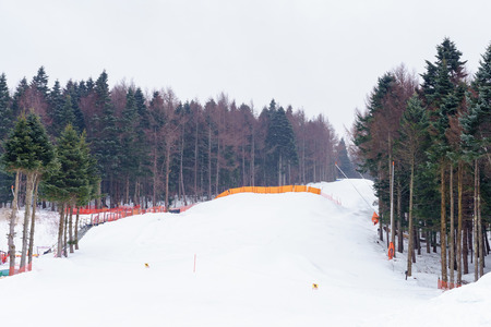 Winter background. Green pine trees and the ski slope in Japan.の写真素材