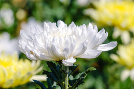 Close up white chrysanthemum flowers.