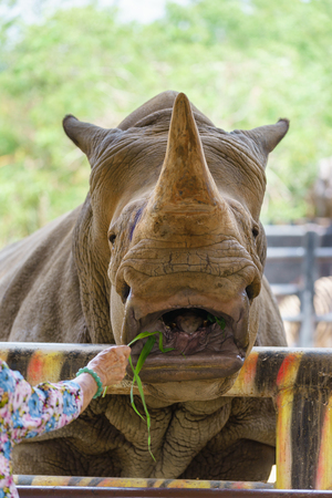 Woman feeding the rhinoceros at zoo.の写真素材