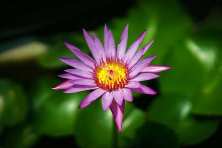 Lotus flower and Lotus flower plantsの写真素材