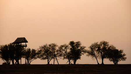 Silhouette of tree, bush with bare branches. Winter scenery trees afar landscape.の写真素材