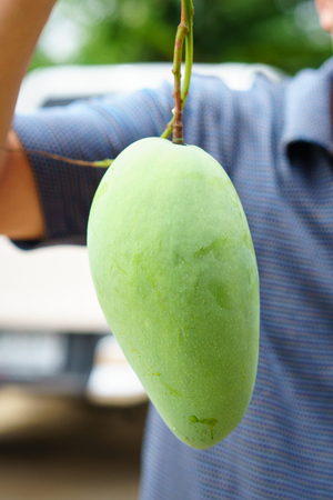 Big fresh mango in hand.の写真素材