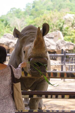 Woman feeding the rhinoceros at zoo.の写真素材