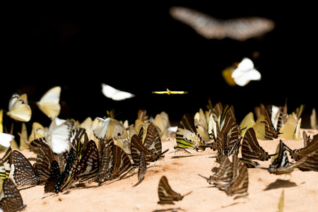 Group of butterfly on the ground.の写真素材