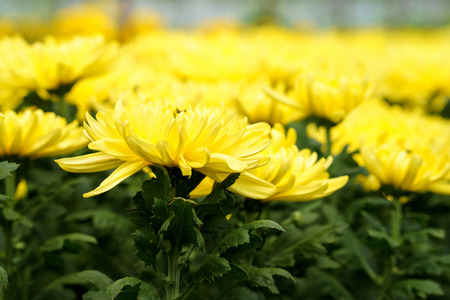 Greenhouse with yellow chrysanthemums.の写真素材