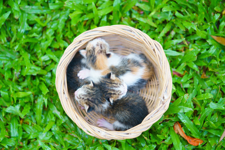 Three newborn kittens sitting in wicker basket on green grass.の写真素材