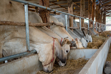 Cows are eating rice straw in a cowshed.