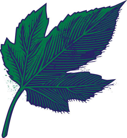 Mulberry Tree Leafのイラスト素材