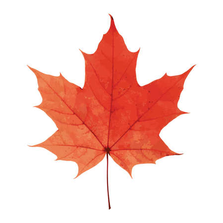 Autumn leaf. Vector illustrationのイラスト素材