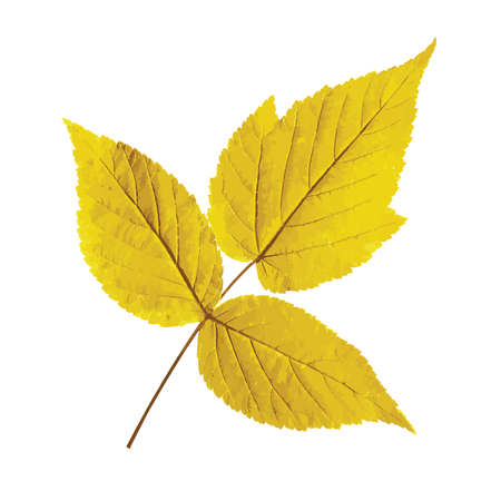 Autumn leaf. Vector illustration