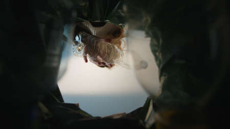 Woman putting empty plastic bottle in recycling bin in the kitchen. Bottom view from the trash bin. Ecology concept.の写真素材
