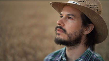 Agronomist man observe field inspect harvesting grain at evening closeupの写真素材
