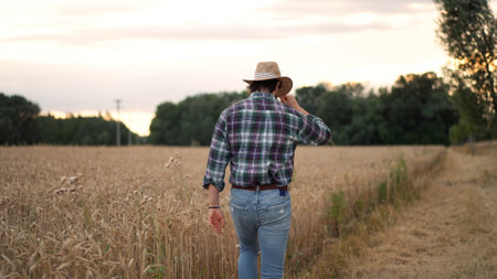 Male looks at the wheat, touching spikes with handsの写真素材