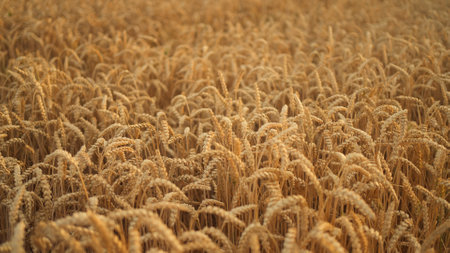 Ecological biological plants ear grain at the eco nature environmentの写真素材