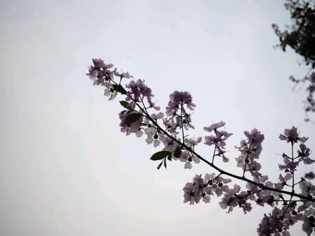 Queen's flower is blooming in summer season in Thailand