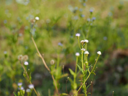 Little purple flowers in the green fieldの素材