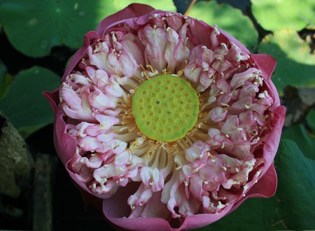 nelumbo nucifera